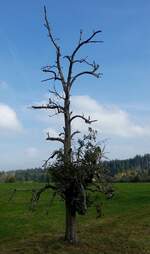 Pear tree with a single pear; 261018