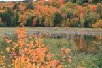 Indian Summer am Otter Lake im Municipality County / Ontario.