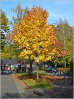 Goldener Oktober an der Steinbachtalsperre in der Nhe von Euskirchen.