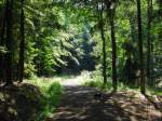 Lichtdurchfluteter Wald bei Eichelsdorf(Unterfranken)in der Nhe der Schwedenschanze(=Aussichtsturm)