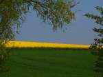 Die Farben des Frhsommers, blauer Himmel, gelber Raps und grne Felder hinter dem Aachener Klinikum.