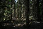 Wald mit Lichtbrechung an der Steinbachtalsperre - 10.06.2012