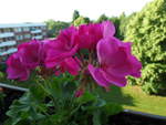 Sommerbepflanzung: Geranie (Pelargonie) im Blumenkasten am 26.5.2018 /