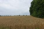Havighorst am 27.7.2020: Getreidefeld am Waldrand  in der Feldmark /