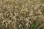 Havighorst am 27.7.2020: Reifes Getreide auf einem Feld in der Feldmark /