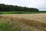 Havighorst am 27.7.2020: Getreide- und Maisfeld nebeneinander in der Feldmark /