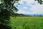 Blick über die sommerlichen Wiesen des Tiroler Unterinntales nahe Kufstein. Umrahmt wird die Szene von Traubenkirschbäumen mit bereits reifen Früchten. (30.06.2020)