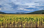 Der Himmel ergraut und die Sonnenblumen sind auch schon verwelkt.