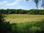 Natur pur und Sommer dazu, in der Rheinebene bei Freiburg, Juni 2008