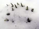 Schneeglckchen schauen schon hervor