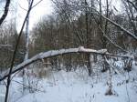 Der Schnee macht auch diesem Baum nichts Gutes