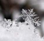 Schneeflckchen ,Weirckchen