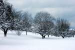 Schneebedeckte Obstbume verzaubern die Landschaft.