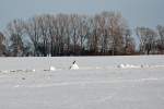 Winterlandschaft in der Voreifel bei Euskirchen mit Raubvogel auf einem Schneehaufen (Bildmitte) - 05.01.2011