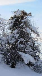 Blick auf einen dick verschneiten Lärchenbaum bei Brixlegg.(27.1.2012)
