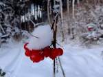 Rote Beeren bringen farbliche Abwechslung in die weisse winterliche Landschaft; 121214