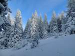 Schneebedeckte Bäume bilden auf der Raxalpe eine fast märchenhafte Winterlandschaft; 141231
