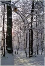 Frischer Schnee liegt auf jedem noch so kleinen Ast - Winter 1996 im Crimmitschauer Wald in Chemnitz.