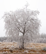   Mehr Eis als Baum, am 22.12.2016 bei Friedewald.