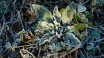 Nach dem Frost. Unbekannte Schönheit inmitten von Brombeergestrüpp. Foto: 31.12.2016