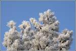 Grne Nadeln mit winterlich weiem berzug.