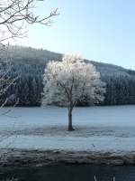 Der Baum sowie die ganze Landschaft sieht aus als wren sie mit Puderzucker berzogen.