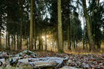 Die Wintersonne scheint Ende Dezember 2014 durch das Geäst im Müssentiner Wald.