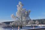 Winter Impressionen an der Straße Schummanseck nach Pommerloch, Raureif glänzt an den Bäumen bei herrlichem Wanderwetter, Sonnenschein und blauem Himmel. 20.01.2024