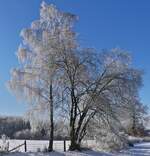 Winter Impressionen an der Strae Schummanseck nach Pommerloch, Raureif glnzt an den Bumen bei herrlichem Wanderwetter, Sonenschein und blauem Himmel.