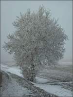 Von Rauhreif berzogener Baum am Straenrand zwischen Heiderscheid und Eschdorf.