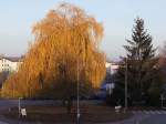 Trauerweide am Bahnhofvorplatz in Ried i.I. kann sich von seinem Laub nicht trennen;091122