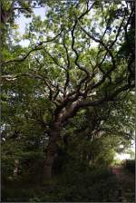 In den Wldern des Naturschutzgebietes Geltinger Birk sieht man auch manchen auergewhnlich gewachsenen Baum. 06.08.2010