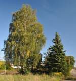 Baumgruppe auf dem Lehrter Bahnhof am 22.09.10.