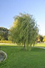 Ein Baum im Stadtparkt von Lehrte im Oktober 2010