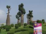 Auf der Ausstellung  Royal Flora 2006  in Chiang Mai, im Norden Thailands, wurden diese Bume gezeigt. Es handelt sich hier um Baobab Bume, auch Affenbrotbaum genannt. (01.11.2006)