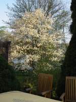 Ein blhender Baum im Garten meines Hauses am 14.04.2007