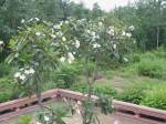 Ein Frangipani Baum mit weien Blten in einer Tempelanlage in Thailand im Juni 2010