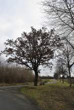 Baum der seine Blätter noch nicht verloren hat, am 16.01.2011 in Lehrte.