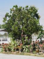 Ein Mangobaum mit vielen noch jungen Früchten in meinem Garten in Thailand am 02.02.2011