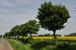 Schlicht und einfach, Baumreihe am Feldwegrand und der immer im Bild erscheinende Raps - Euskirchen 05.05.2011