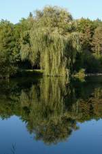 Fischweiher mit Trauerweide in der Rheinebene, Okt.2011