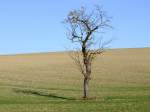 Einsam wirft der alte Apfelbaum seinen Schatten auf das herbstliche Feld;111113