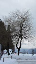Ein kahler Baum am 22.1.2012 bei Kramsach.