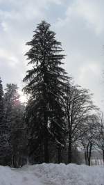 Ein großer Fichtenbaum bei Brixlegg.(16.2.2012)