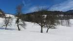 Gemischte Obstbume auf einer Wiese bei Brixlegg am 24.2.2012.