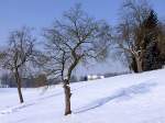 Apfelbaum wirft seinen Schatten auf den Schnee bedeckten Hang;120211