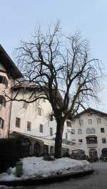Ein großer Kastanienbaum in Kitzbühel am 4.3.2012.
