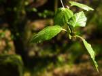 Ein Zweig/Blatt bei schnen Sonnenlicht.