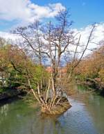 Bauminsel in der Pegnitz, mitten in Nrnberg - 23.04.2012