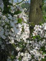 Nordwestmecklenburg NWM; an der Strae von Moor nach Gostorf sah´ich diese hbsche Apfelblte [14.04.2009]